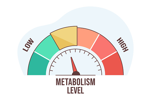 Flat vector illustration of metabolism level scale with arrow and measurement value. High and low nutrient metabolic rate. Infographic gauge element with speedometer indicators on white background.
