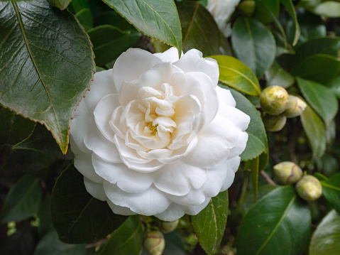 White camellia japonica rose form flower in the garden. Japanese tsubaki.\
