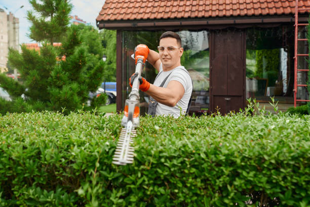 Man in glasses and gloves shaping bushes on backyard stock photo
