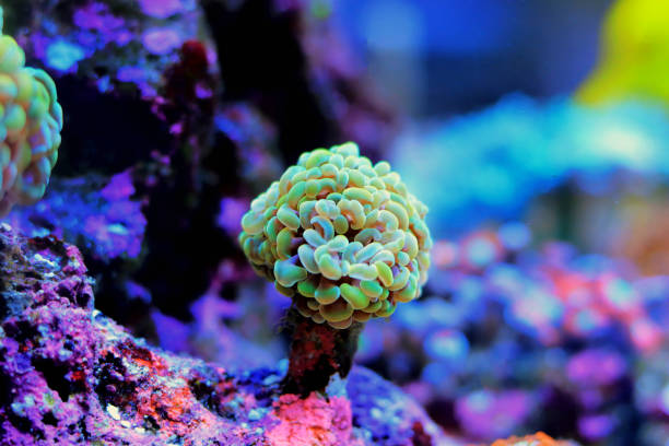 istock Euphyllia cristata - Grape shaped large stony coral 1389726427