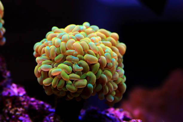 istock Euphyllia cristata - Grape shaped large stony coral 1389726430