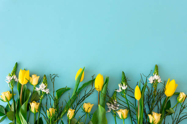 istock Yellow tulips on a blue background, flat lay. 1389726612