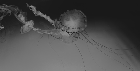 Jelly Fish floating in an acquired, with lighting and black and white filter.