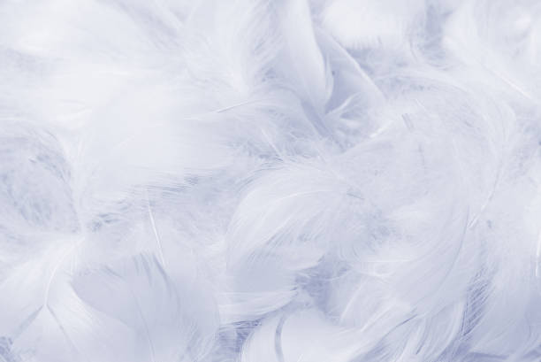 istock Colorful feather background, top view. 1389727819