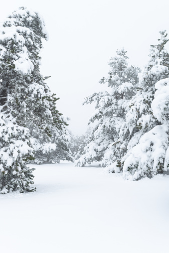 Snowy path through a pine forest. Winter landscape.