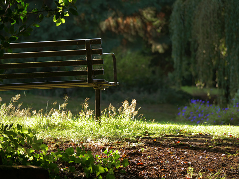 Park bench in summer surrounded by trees and flowers wide shot selective focus