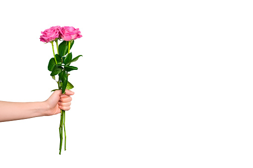 Tender pink roses bouquet in hand isolated on white background. Trendy banner for Valentines Day, International Womens Day or mothers day with copy space