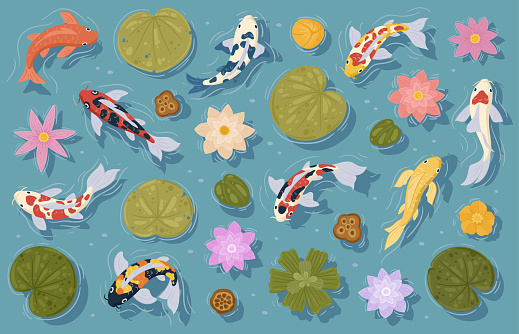 Koi fish, cartoon Japanese carp in pond water, oriental gold fish. Cartoon asian koi carp, Chinese goldfish and water flowers vector symbols illustrations. Traditional oriental fish
