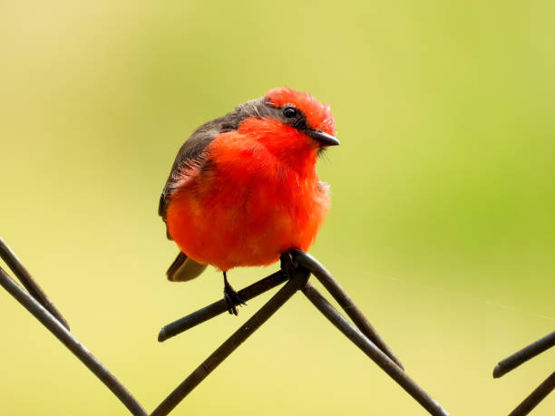 istock Vermilion Flycatcher 1389734296