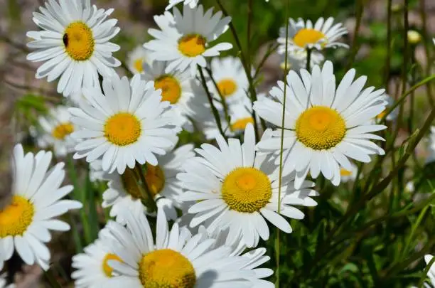 Photo of Chamomile