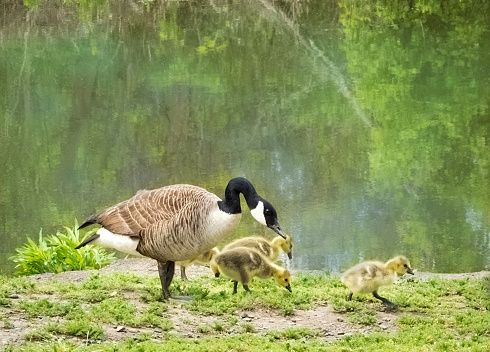 A female Canada goose and her goslings on the banks of the Schuylkill River Canal in Phoenixville, Pennsylvania.