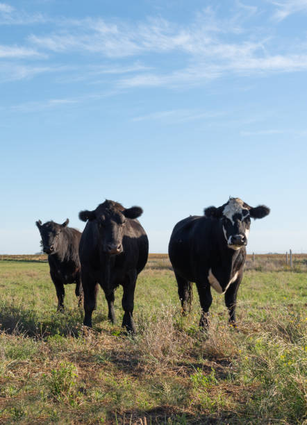 istock Herd of young cows 1389740646