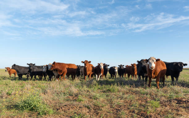 istock Herd of young cows 1389740654