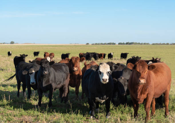 istock Herd of young cows 1389740662