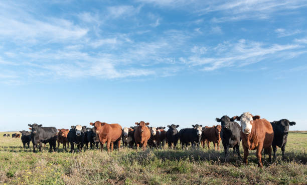istock Herd of young cows 1389740665