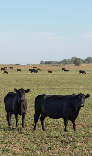 istock Herd of young cows 1389740693