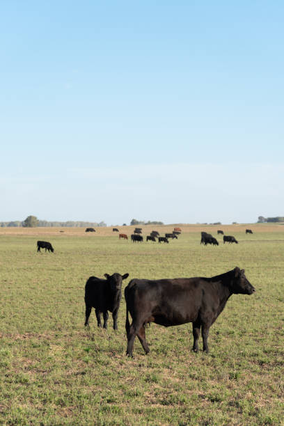 Herd of young cows