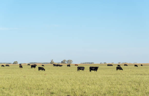 istock Herd of young cows 1389740729