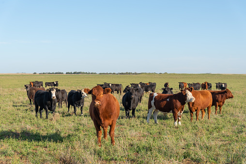 Group of young black and brown steers in the meadow