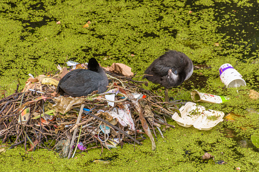 Coot breeding on nest built of twigs and trash in an urban pond