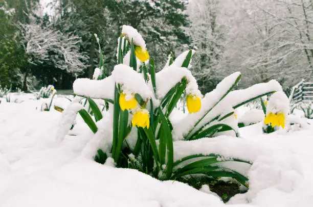 Photo of yellow blooming daffodils covered with white snow