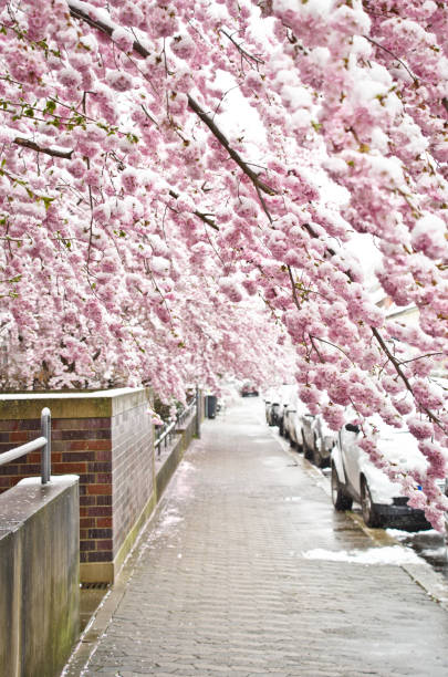 A branch of a japanese flowering cherry tree with light pastel pink blossoms with white snow stock photo