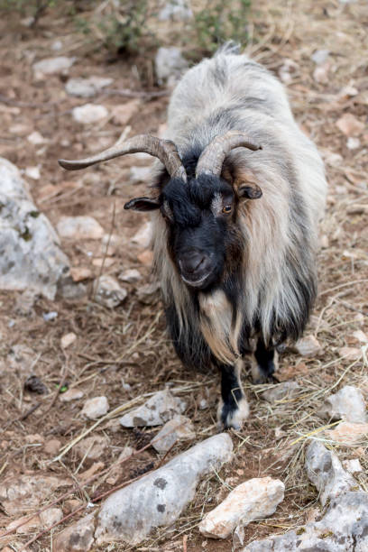 istock Mountain goat in the forest 1389746468