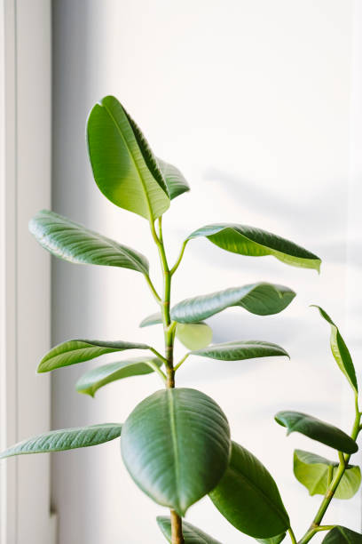 istock Ficus elastica (rubber tree) in a clay terracotta flower pot on the windowsill. 1389747750