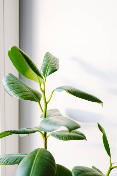 istock Ficus elastica (rubber tree) in a clay terracotta flower pot on the windowsill. 1389747762