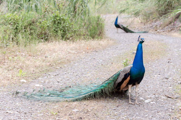 istock Peacock on the path in the garden 1389749622