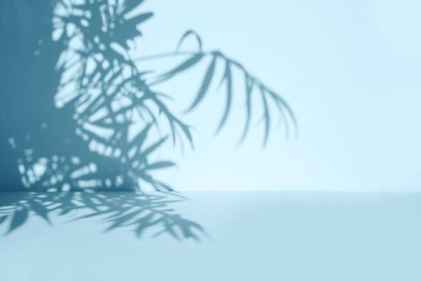 palm leaves shadow on blue wall background and pastel floor. summer tropical beach background. empty room for product presentation. minimal concept. - tropisch-motief-fotos stockfoto's en -beelden