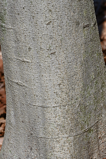 Close-up of the bark of a healthy American beech tree in strong sunlight, vertical. A medium-size beech on a New England hillside. Seen close up in bright light, the bark is not as smooth as it might first appear. The American beech, a tree of the eastern United States, faces two major threats: beech bark disease (discovered in North America around 1900) and beech leaf disease (discovered in 2012).