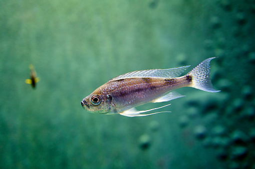 Diamond tetra fish in water on green backrgound in aquarium