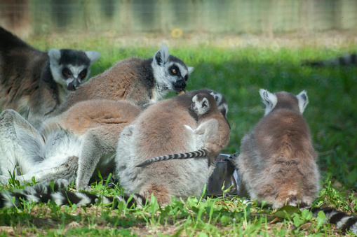 Black and white colored ring-tailed Lemur