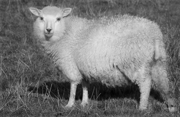 istock Woolly Sheep, Shetland Islands, Scotland 1389753476