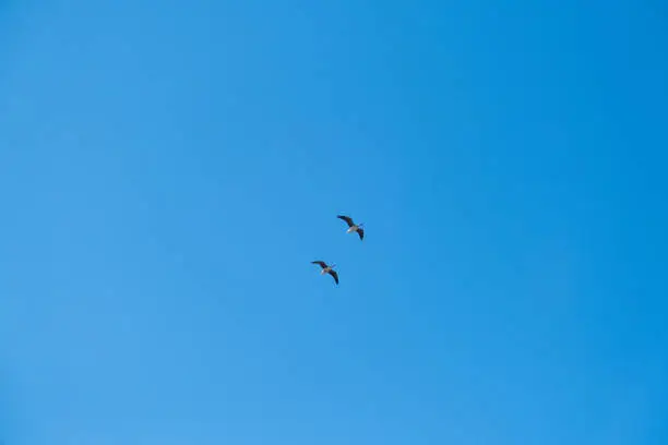 Two big geese flying in a row in the blue sky without clouds