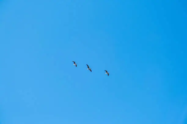 three big geese flying in a row in the blue sky without clouds