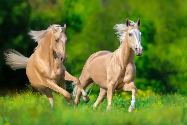 Two Cremello horse with long mane run gallop in green meadow