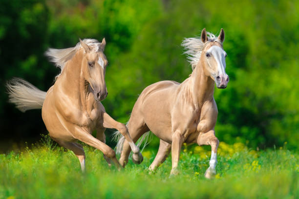 dwa wolne biegi dla koni palomino - palomino zdjęcia i obrazy z banku zdjęć