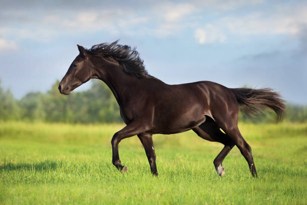 istock Horse run in green grass 1389755447