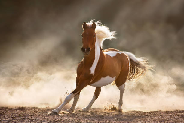 ピント馬はサンリグでギャロップを走らせる - young animal beautiful horse mammal ストックフォトと画像