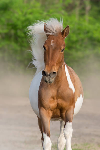 istock Piebald horse in motion 1389755583