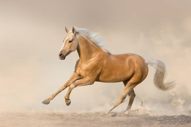 istock Akhal teke horse free run 1389755660