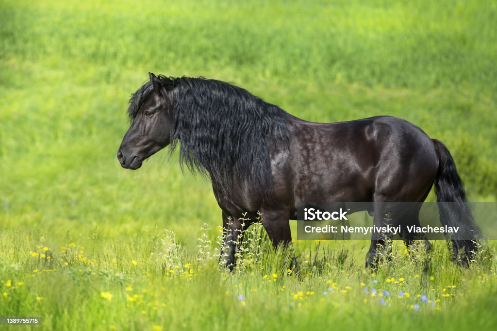 Beautiful black draft horse in meadow Black stallion with long mane in spring flowers meadow Black Color Stock Photo