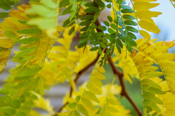 istock tree leaves turning yellow in autumn 1389755753