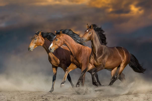 istock Horse herd run in desert 1389755789