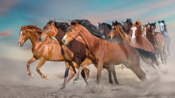 istock Horse herd run in desert 1389755832