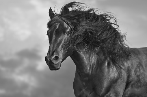 Black horse with long mane close up portrait. Black and white