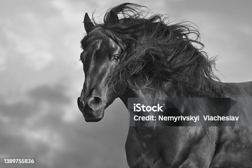 istock Black stallion  close up portrait 1389755836