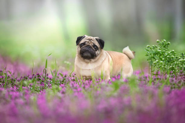istock Dog in violet flowers 1389755903